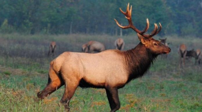 MDC announces five hunters drawn for elk permits