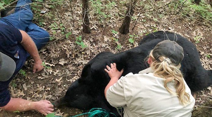 Bear named “Bruno” by social media sedated and transported to safety on Sunday by MDC staff