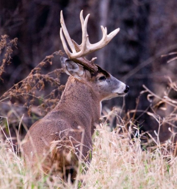 deer