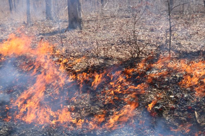 Prescribed Burn