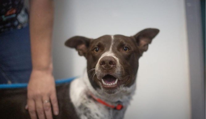Featured Pet of The Day- Buddy
